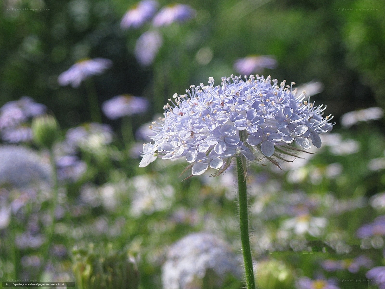 Close-up of a light purple flower