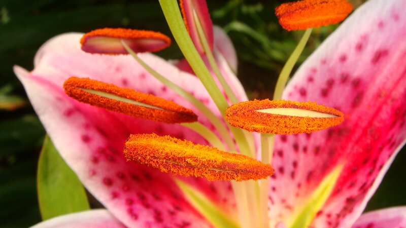 close-up of a lily flower