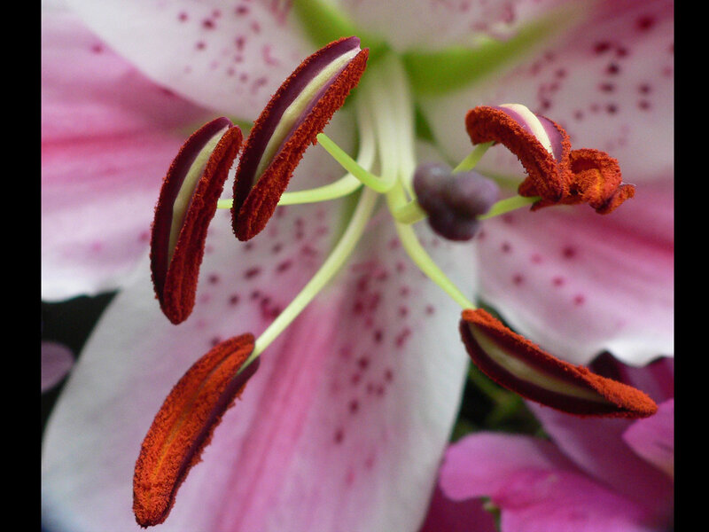 close-up of a lily flower