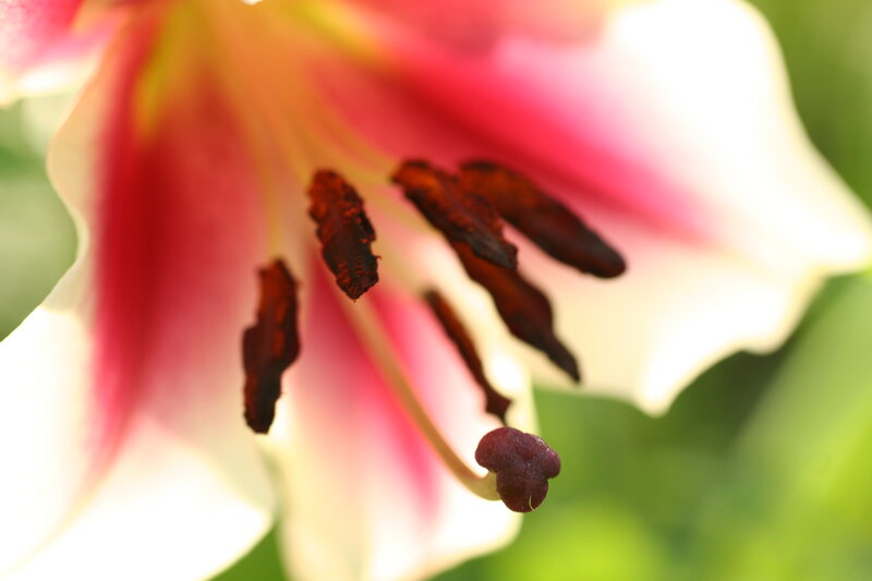 close-up of a lily flower