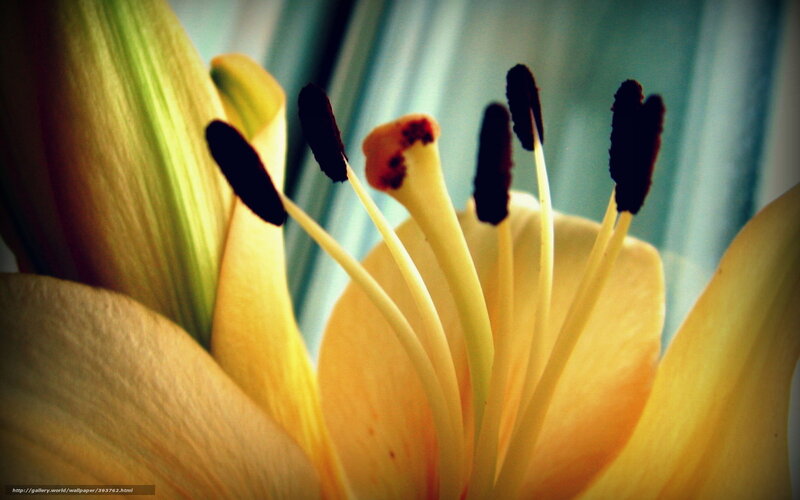 close-up of a lily flower