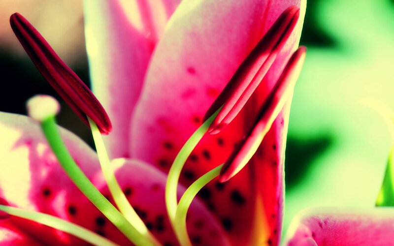 Close-up of a lily flower
