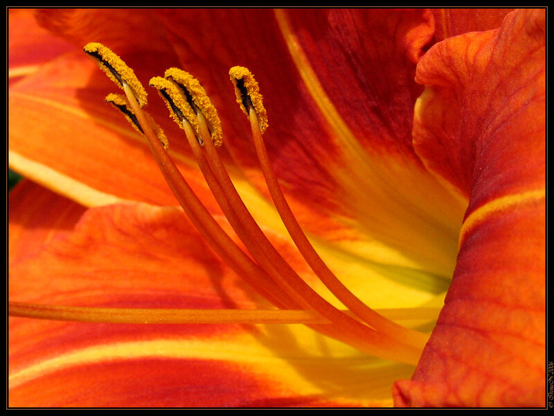 Close-up of a lily flower
