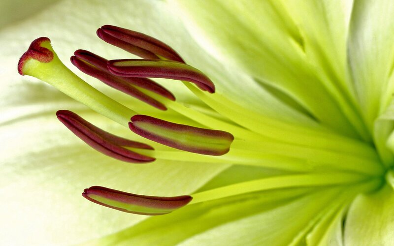 Close-up of a lily flower