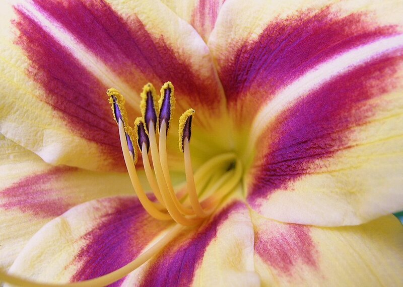 close-up of a lily flower