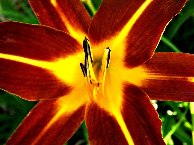 Close-up of a Lily Flower — Red