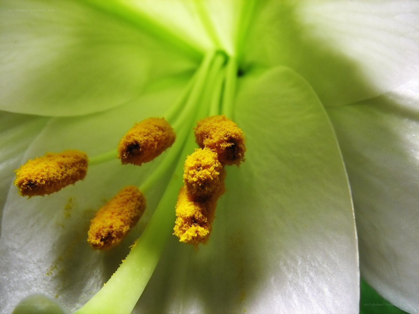 Close-up of a lily flower