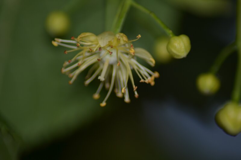 close-up of a linden flower