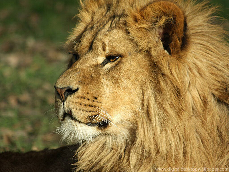 close-up of a lion