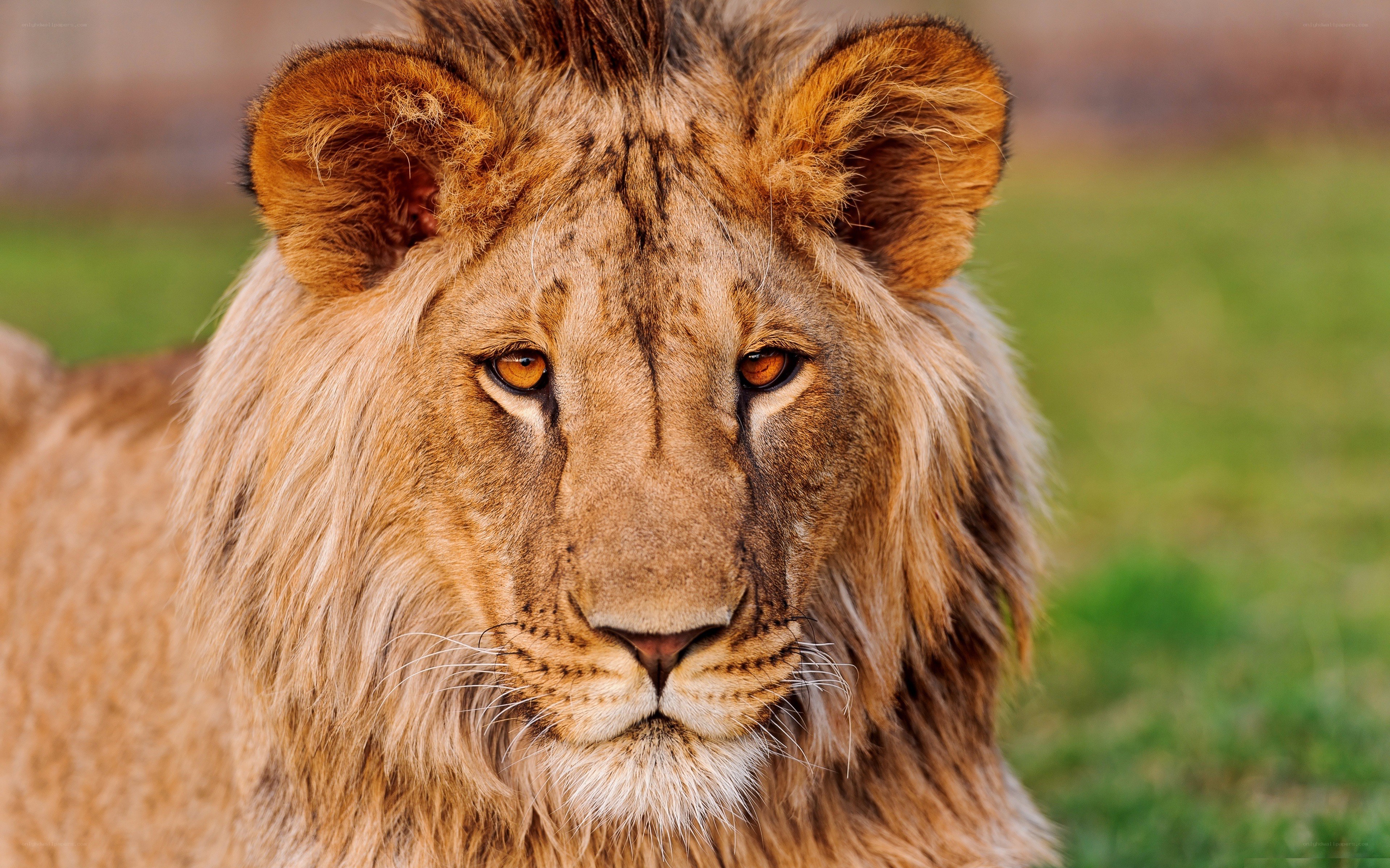 close-up of a lion