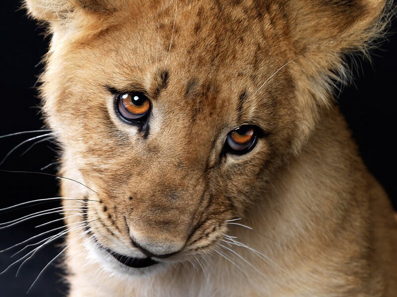 close-up of a lion cub