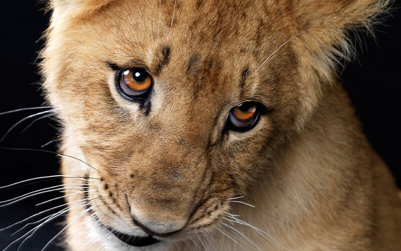 close-up of a lion cub