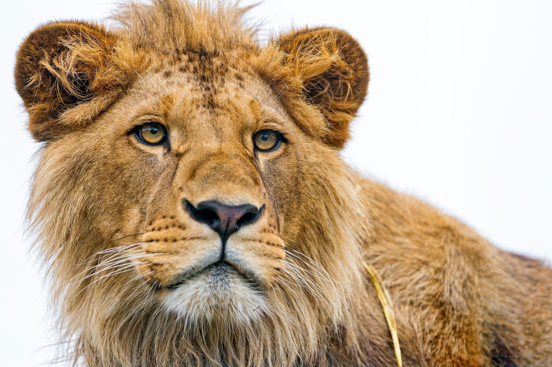 Close-up of a lion's face