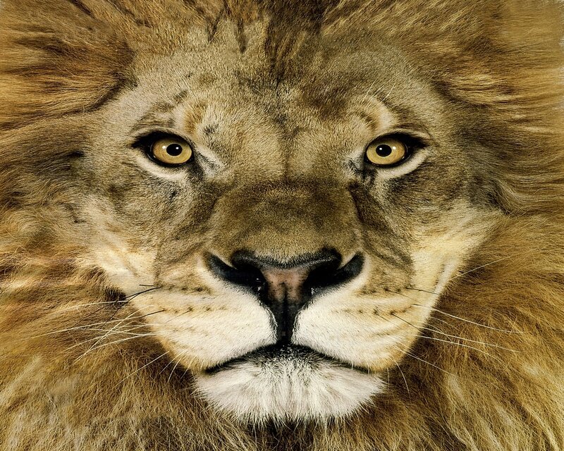 close-up of a lion's face