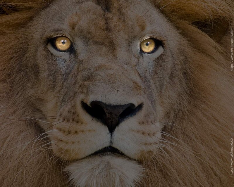 close-up of a lion's face