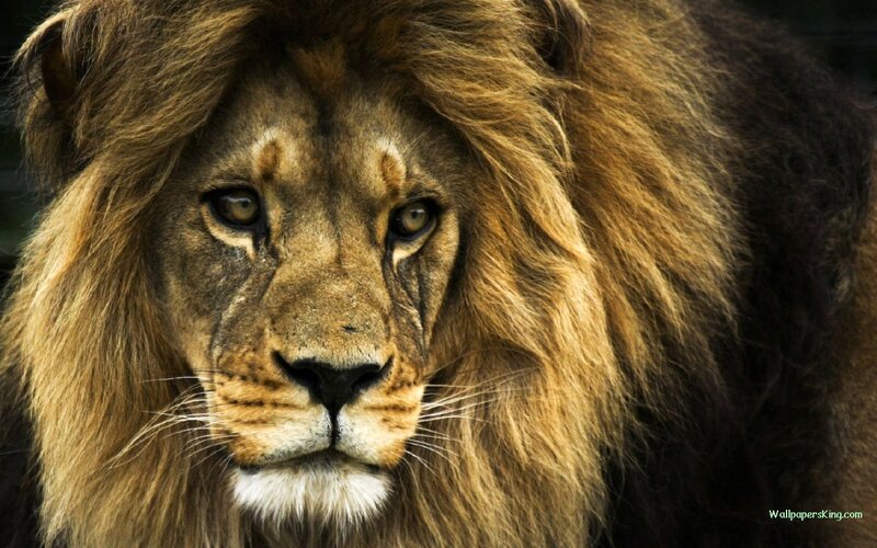 close-up of a lion's face