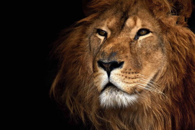 Close-up of a lion's face