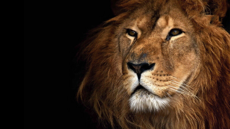 close-up of a lion's face