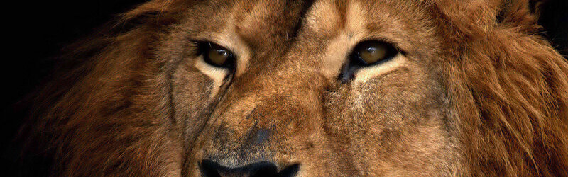 close-up of a lion's face