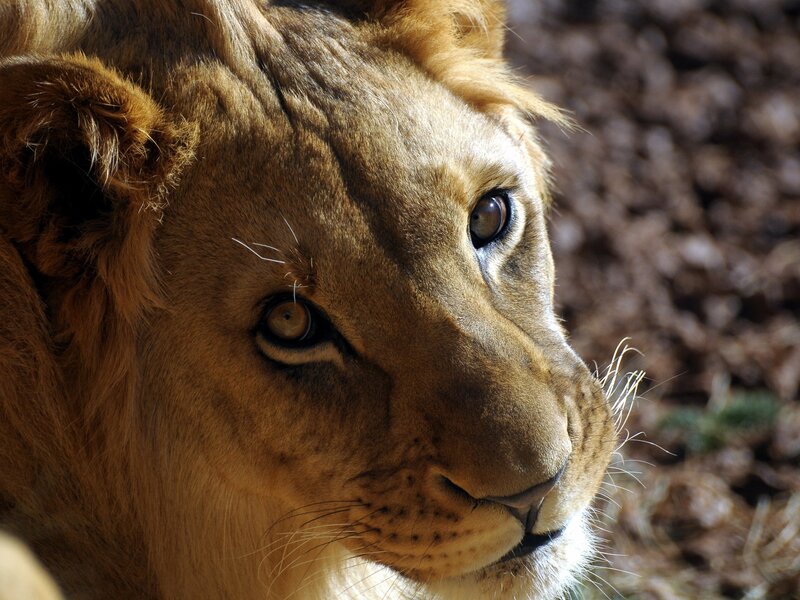 close-up of a lion's face
