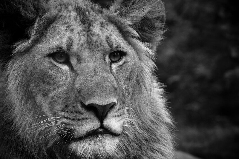 Close-up of a lion's face