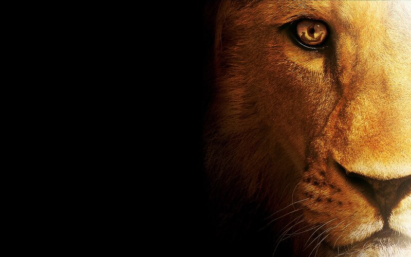 close-up of a lion's face