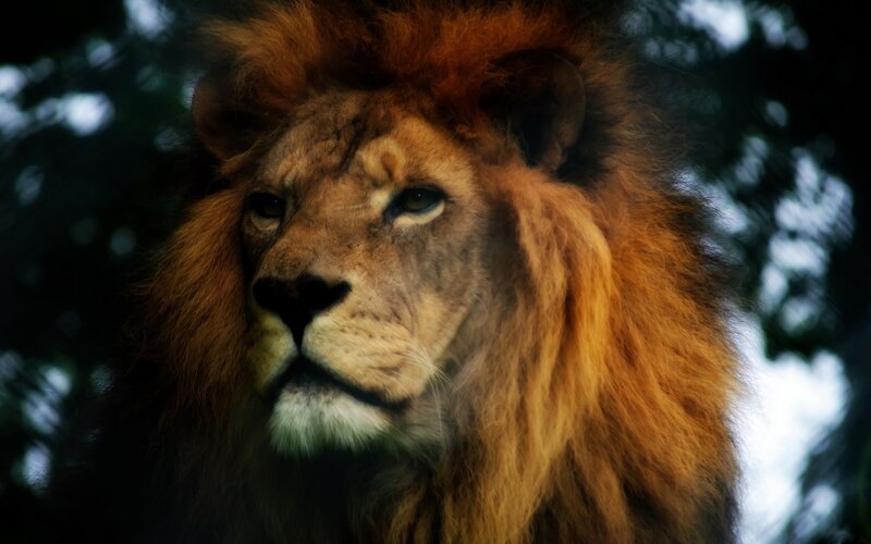 close-up of a lion's face