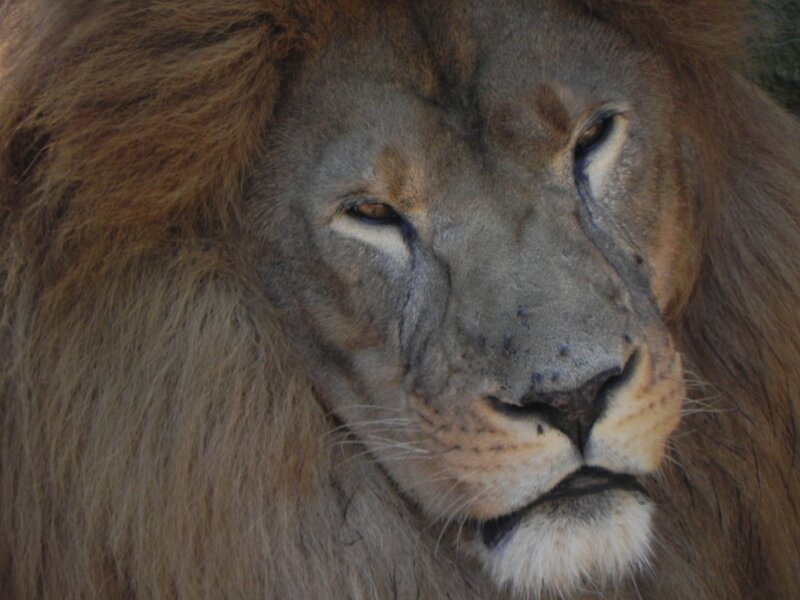 close-up of a lion's face