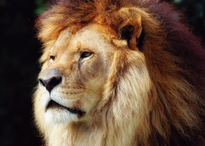 close-up of a lion's face