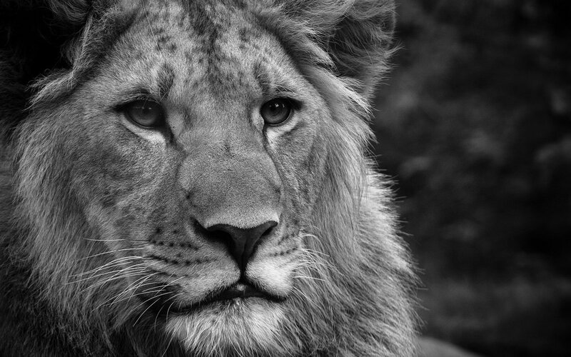 close-up of a lion's face