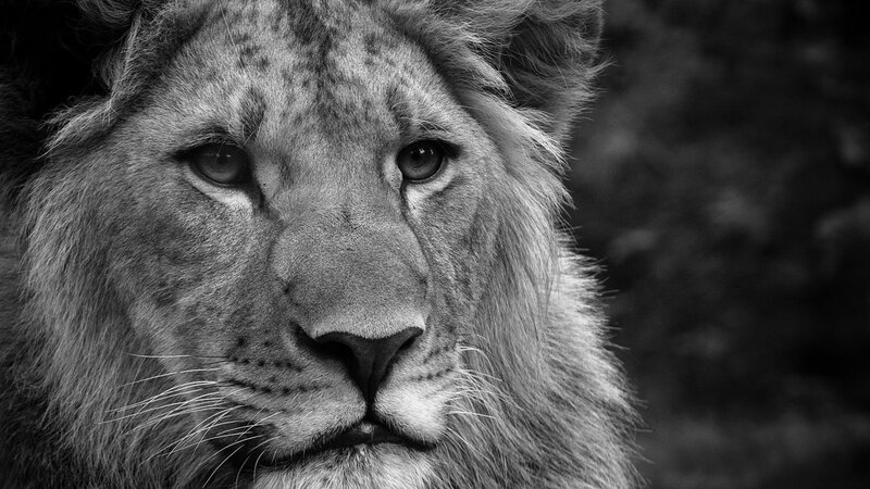 close-up of a lion's face