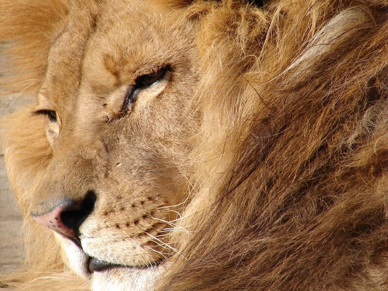 close-up of a lion's face