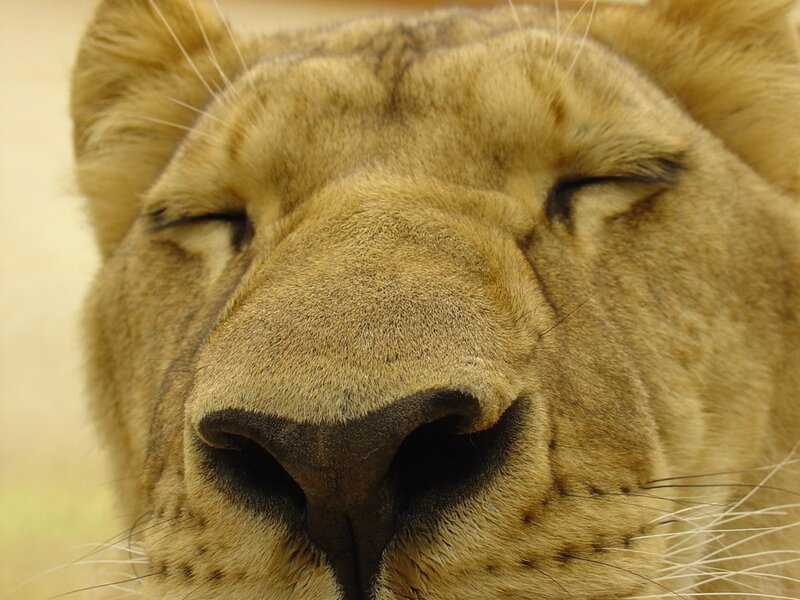 Close-up of a lion's face