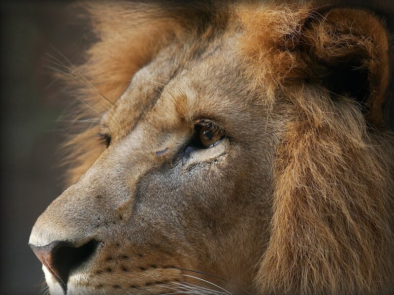 close-up of a lion's face