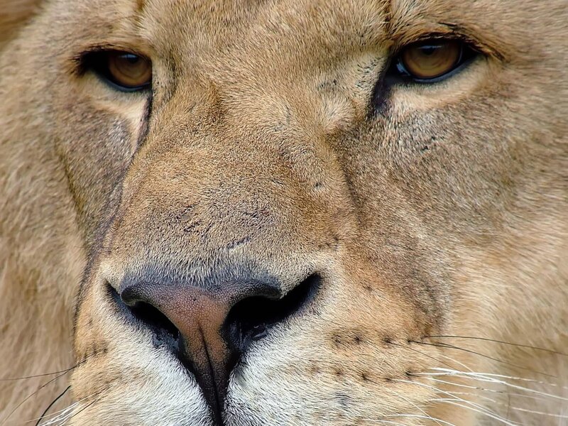 close-up of a lion's face