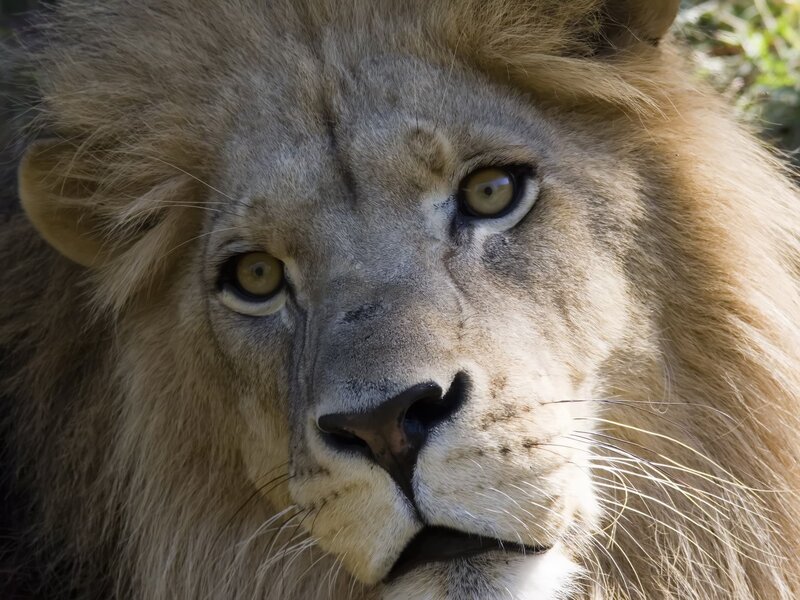 Close-up of a lion's face