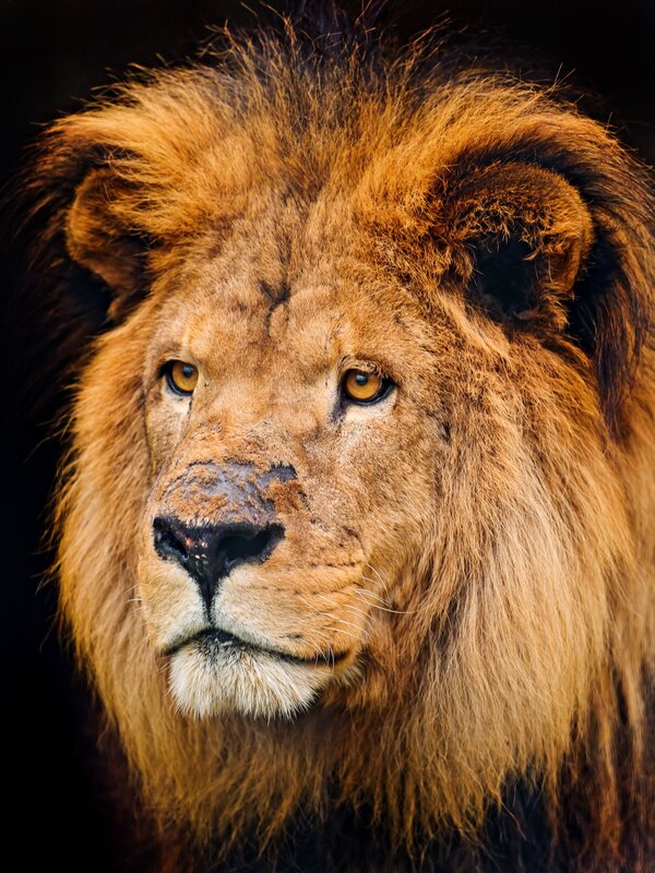 Close-up of a lion's face