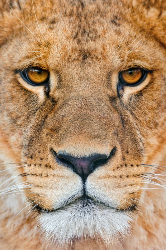 close-up of a lion's face