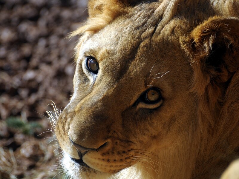 close-up of a lion's face