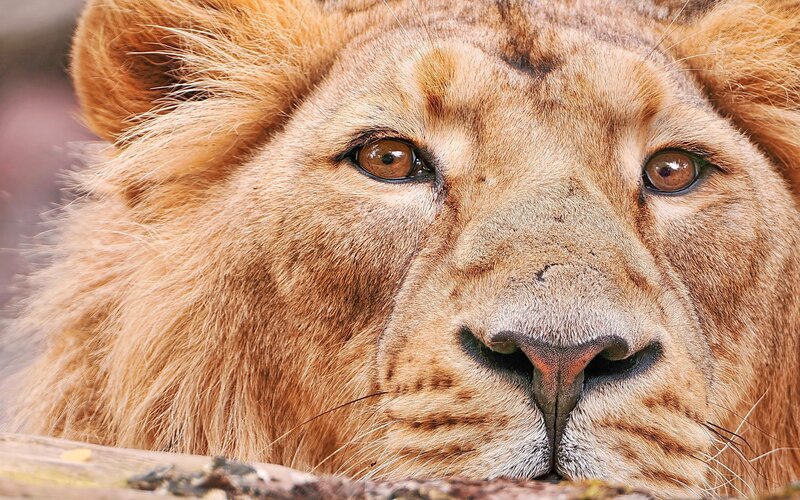 Close-up of a lion's face