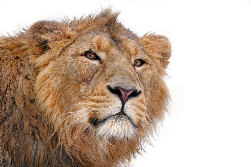 close-up of a lion's face