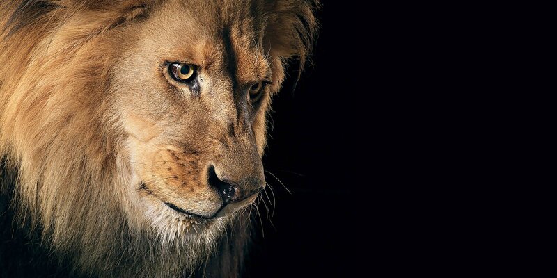 Close-up of a lion's face