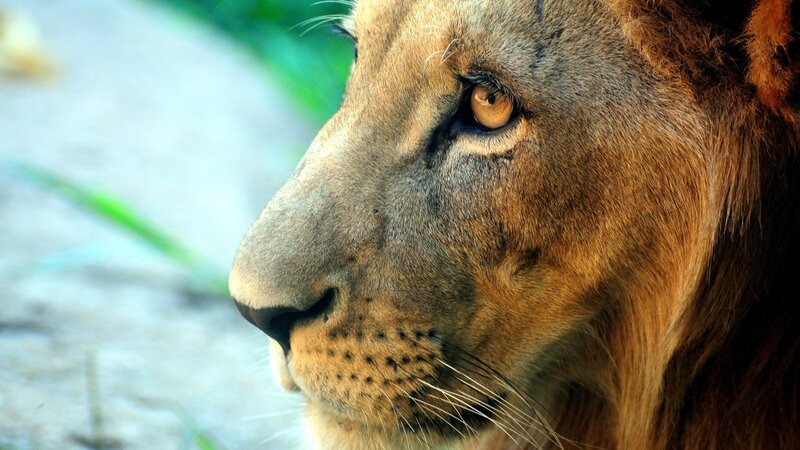 close-up of a lion's face