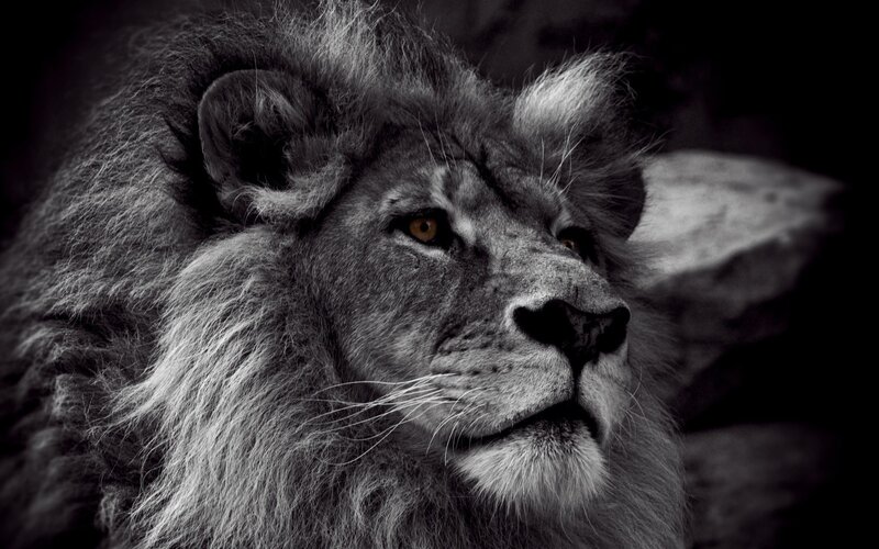 close-up of a lion's face