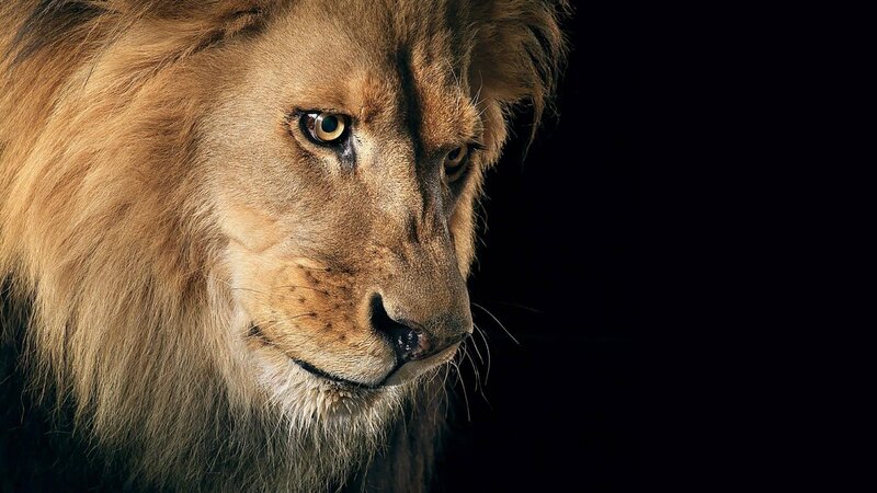 close-up of a lion's face
