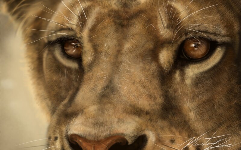 close-up of a lion's face