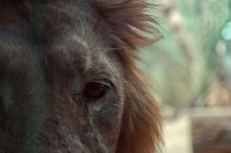 close-up of a lion's face