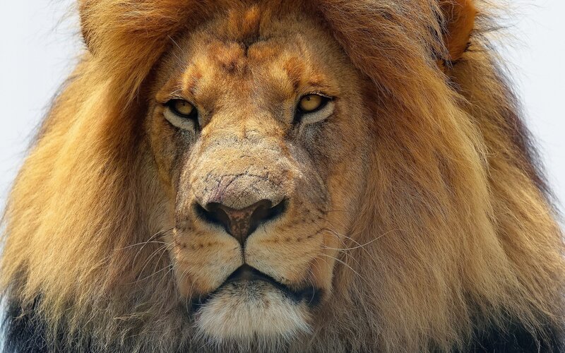 close-up of a lion's face