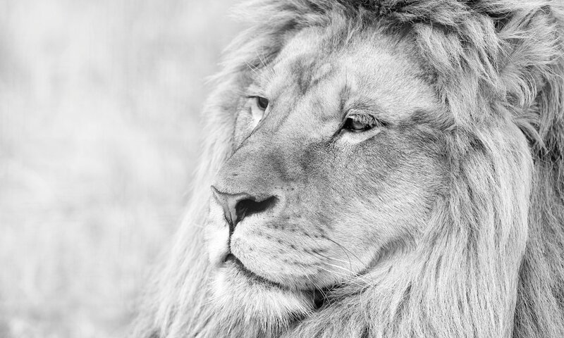 close-up of a lion's face
