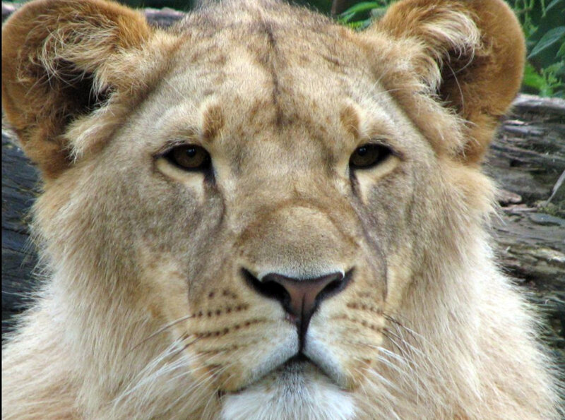 close-up of a lion's face